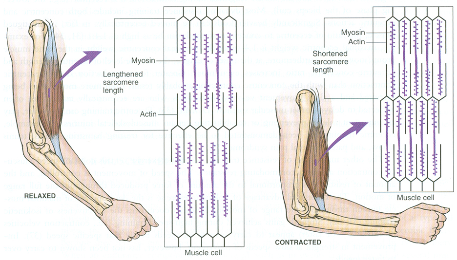 sarcomere