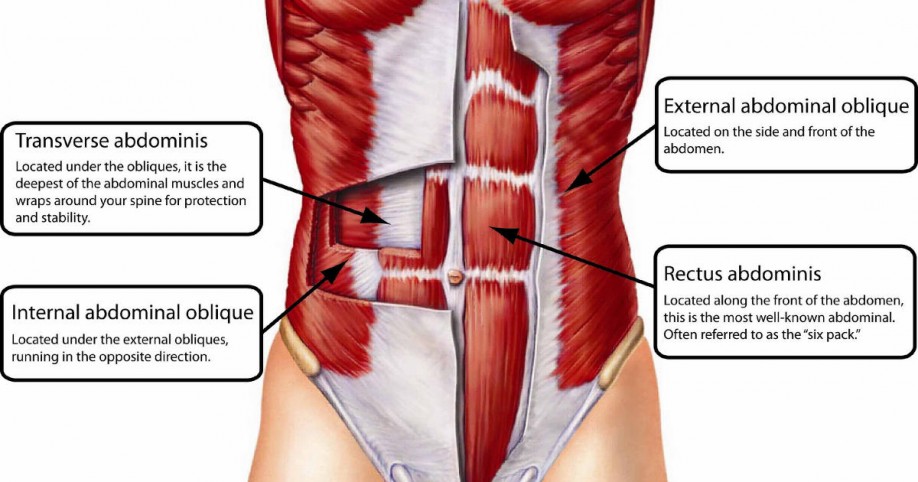 abdominal_muscles