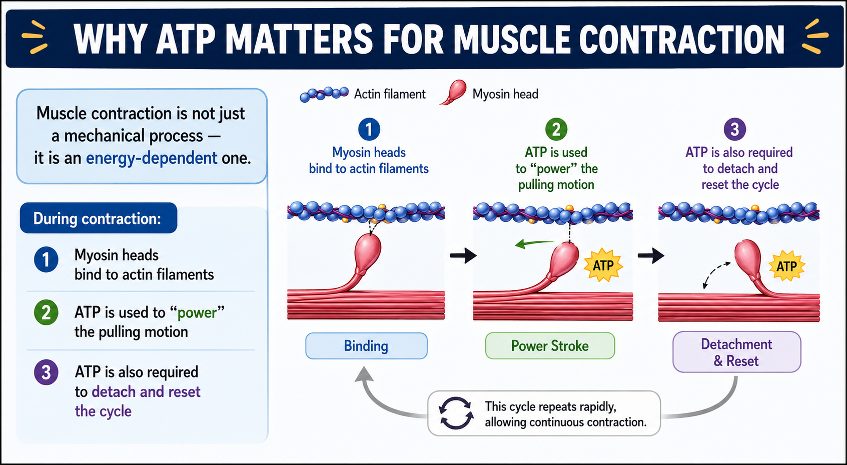 ATP and muscle contraction diagram