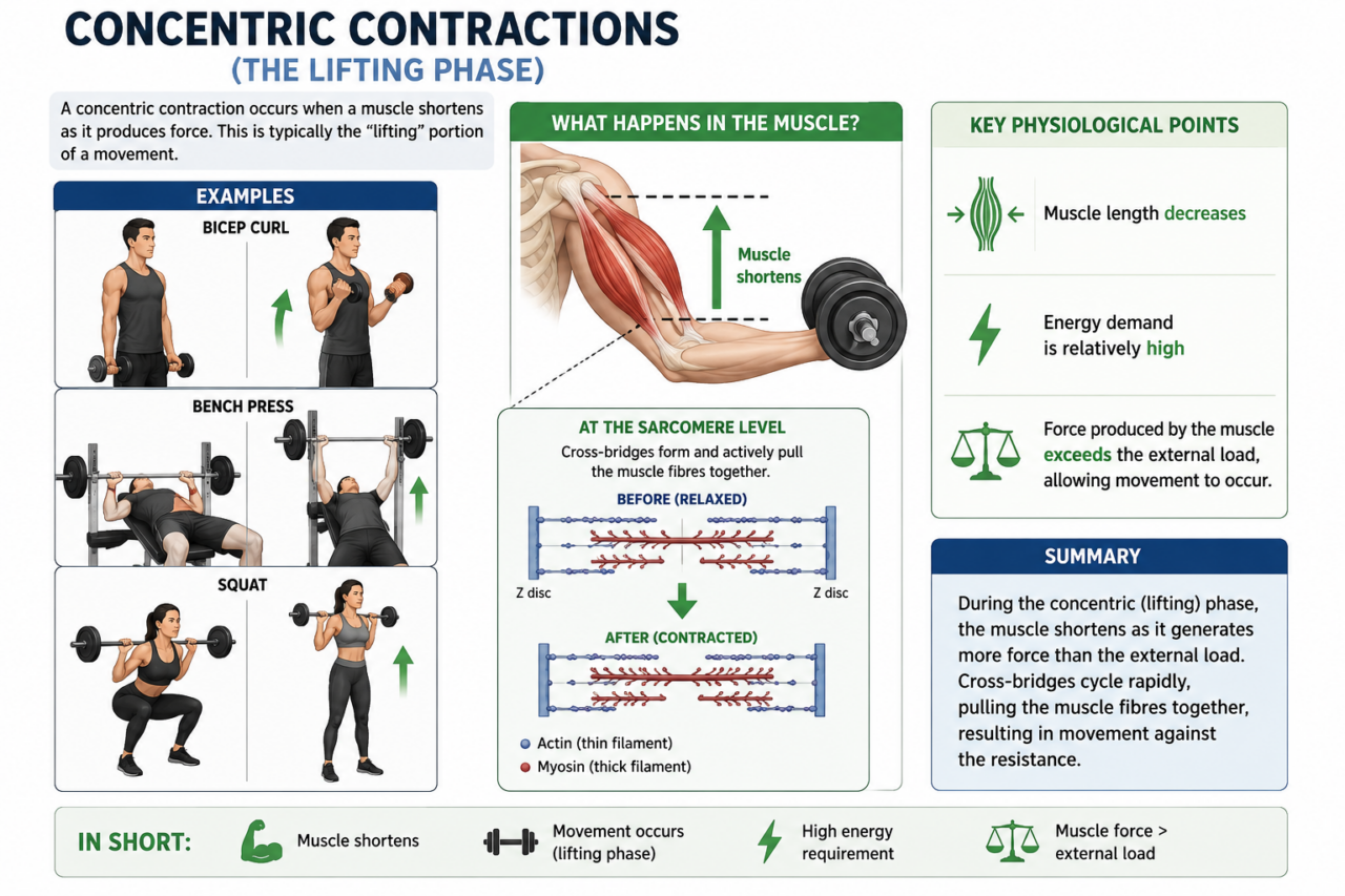 Concentric, Eccentric, and Isometric Contractions: What They Are and ...