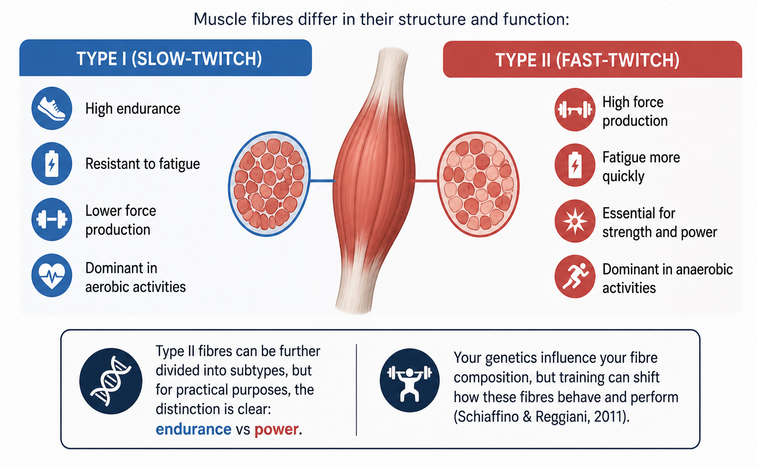 muscle fibrer types | fast-twitch vs slow-twitch